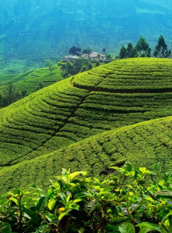 Nuwara-Eliya tea plantation